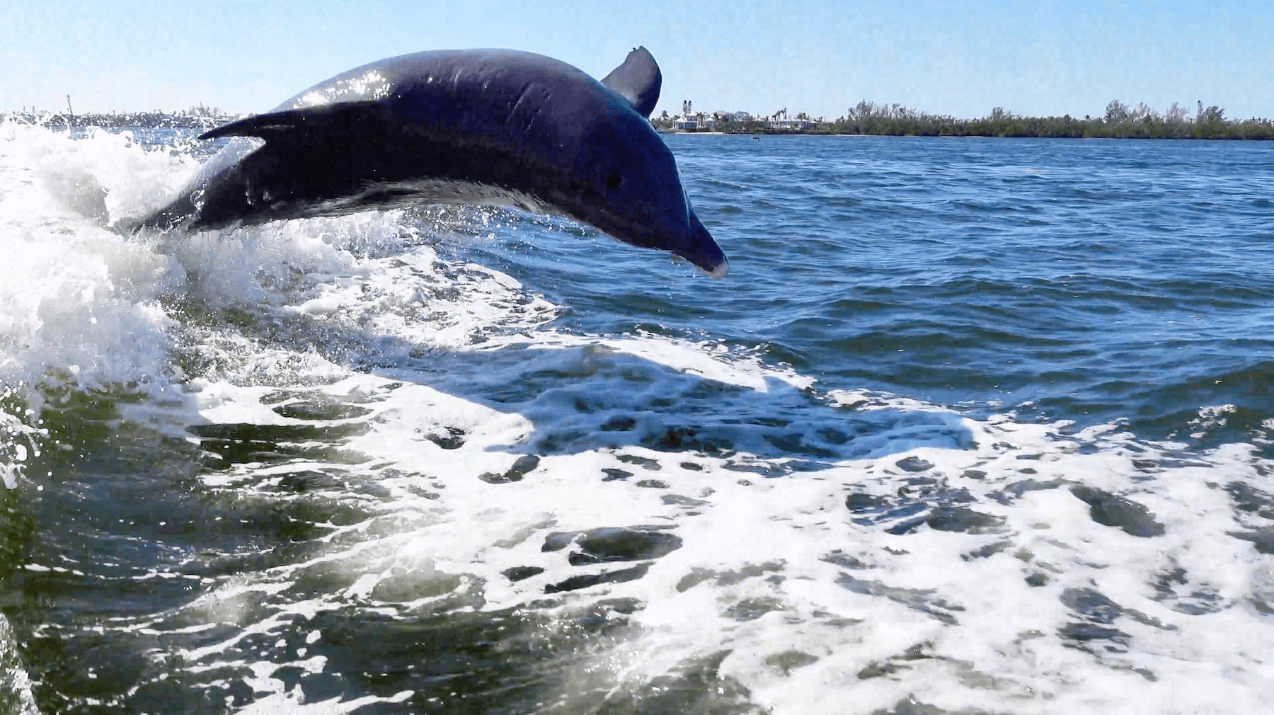 Dolphin jumping out of the water behind a boat